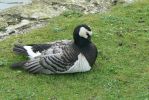 PICTURES/Road Trip - Leeds Castle/t_Bernacle Goose1.JPG